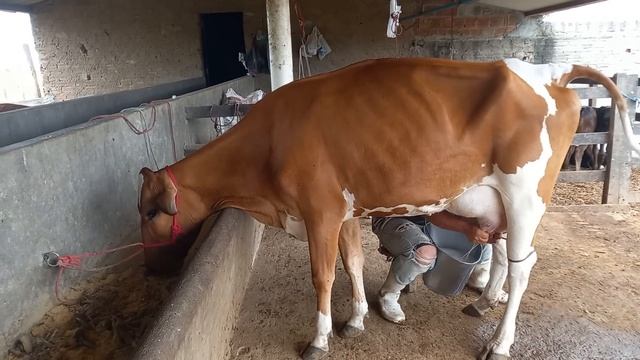 OFERTA DE UMA VACA 3/4 COM 25 KILOS.LOC.CARUARU-PE.PREÇO.9.000,00.WATSAPP.81-99916-6314. смотреть онлайн