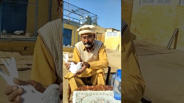 Ustad Iqbal khan Shahbaz khail Mianwali Namwer kaboter pervar Campion playar смотреть онлайн