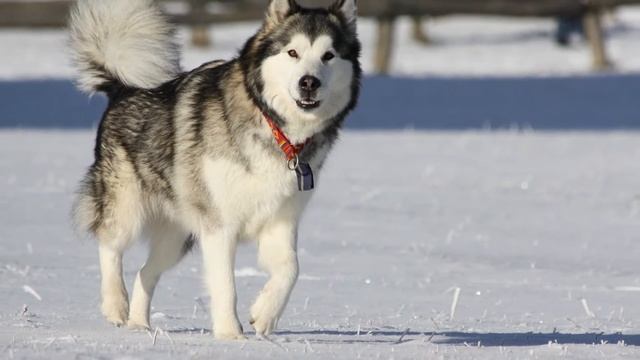 Alaskan Malamute VS Siberian Husky, (Comparing Dog Breeds) смотреть онлайн