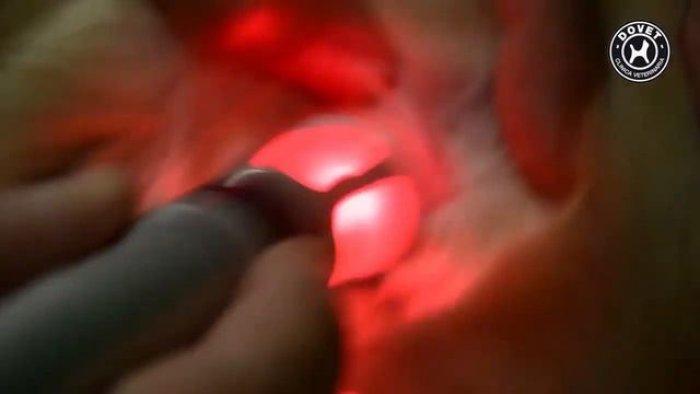 TERAPIA LASER - LASER PET