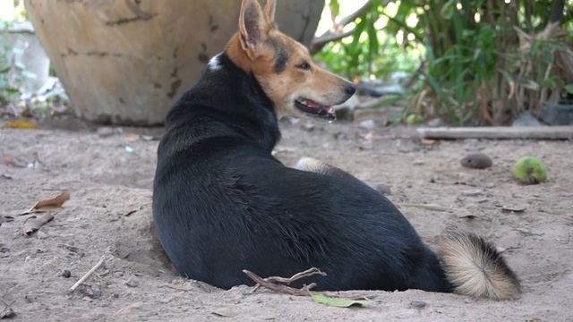 nita and pets, pets, dog, puppy, pets video uploading, ep 0119 смотреть онлайн