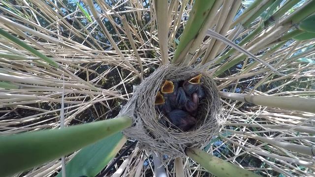 Камышовка дроздовидная 150614 5150620 2 смотреть онлайн