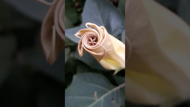 «Цветы – остатки рая на земле». смотреть онлайн