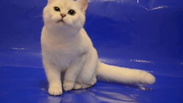 Amor mio Niki BRI ns 11 cattery Amor mio смотреть онлайн