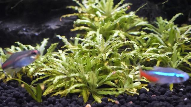FLUVAL STRATUM SERIES | Volcanic Soil for Explosive Plant Growth смотреть онлайн