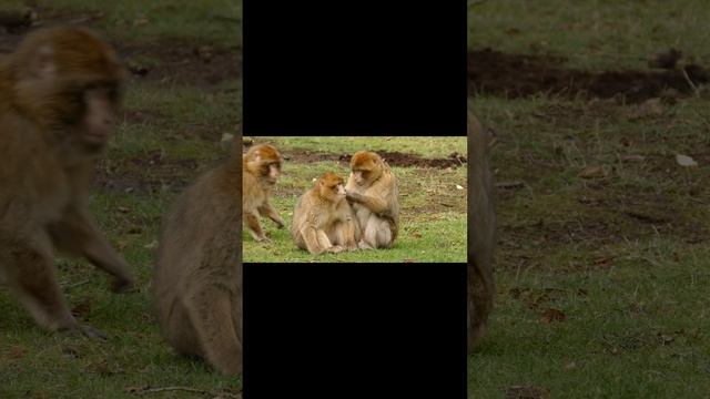 Нарезки милых видео малышей обезьян и мам.#monkey#babymonkey#cutevideo#cutemonkeybaby#cutemonkey
