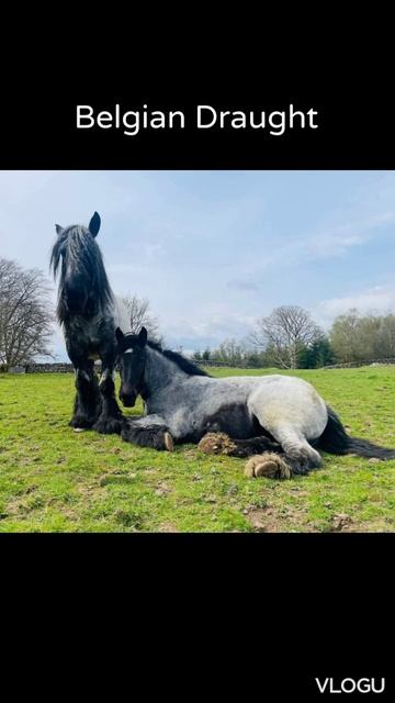 Belgian Draught смотреть онлайн