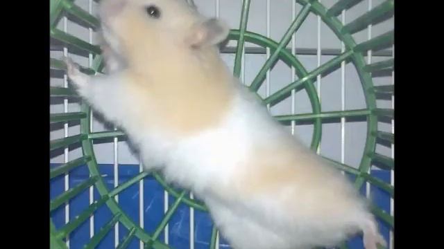 The Hamster Dance Song смотреть онлайн