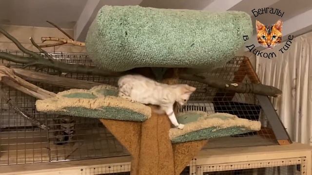 БЕНГАЛЬСКИЕ КОТЯТА СНЕЖНЫЕ, в ИГРЕ смотреть онлайн