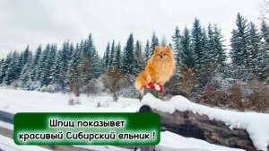 Шпиц показывет красивый Сибирский ельник !