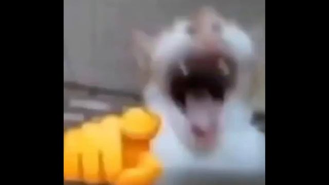 кот смеётся