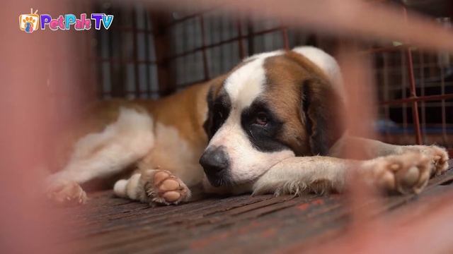 Pet Pals TV| S1: EP8| Pets & Vets: Tapeworm смотреть онлайн