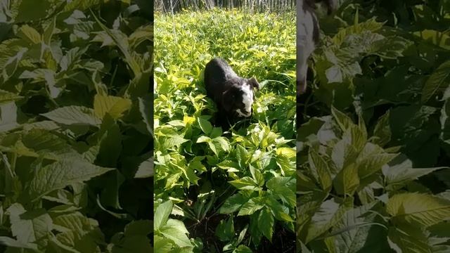 ВЫЖИВЕТ ЛИ НАША КОЗАЧКА СИЛЬВА... смотреть онлайн