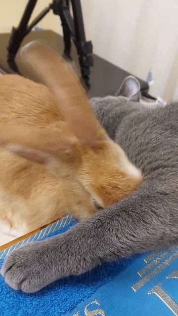 Может ли кошка любить кролика? Can a cat love a rabbit? смотреть онлайн