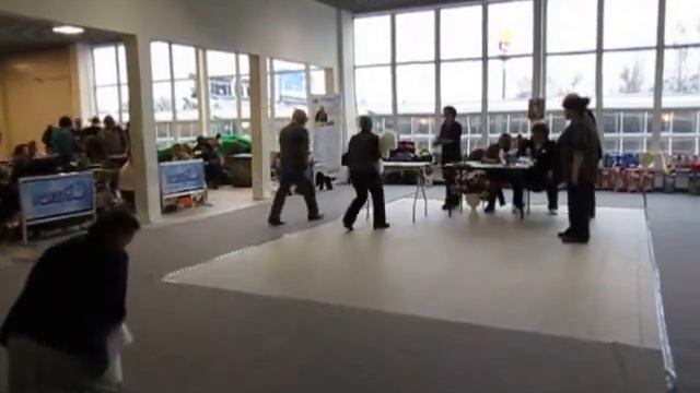 Невский дом Ассоль (класс ЧНКП) Моно пуделей 12.12.2015г. смотреть онлайн