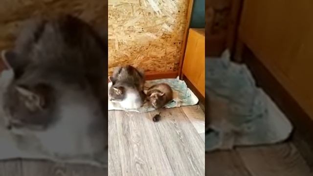 Маруська впервые принесла котёнку остаток мышки смотреть онлайн