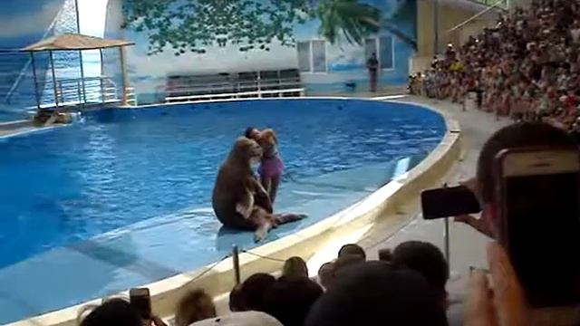 Анапа. Дельфинарий на Пионерском проспекте, июнь 2017 год (2) смотреть онлайн