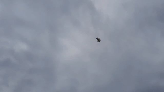 Николаевские голуби смотреть онлайн