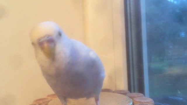 Говорящий попугай Густав Климт смотреть онлайн