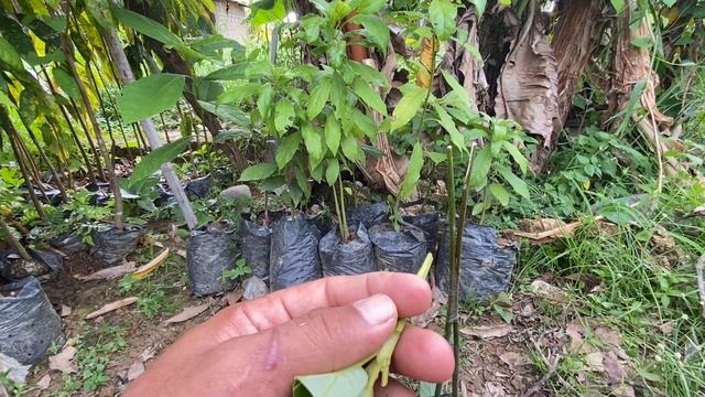 GRAFTING Avocado Using Conjoined Twin Rootstock Technique смотреть онлайн