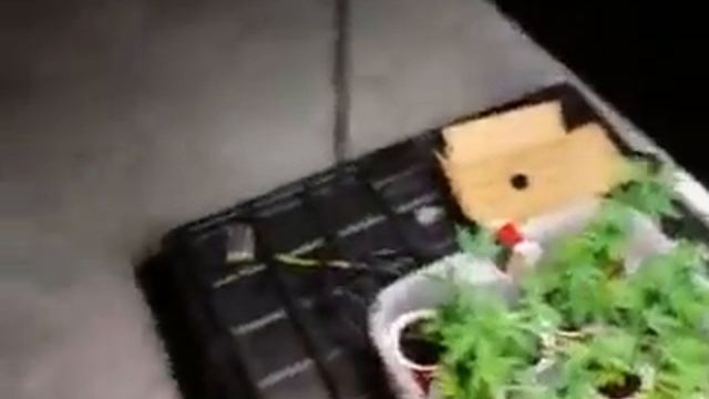 6000 Watt Dairy Queen Warehouse Grow смотреть онлайн