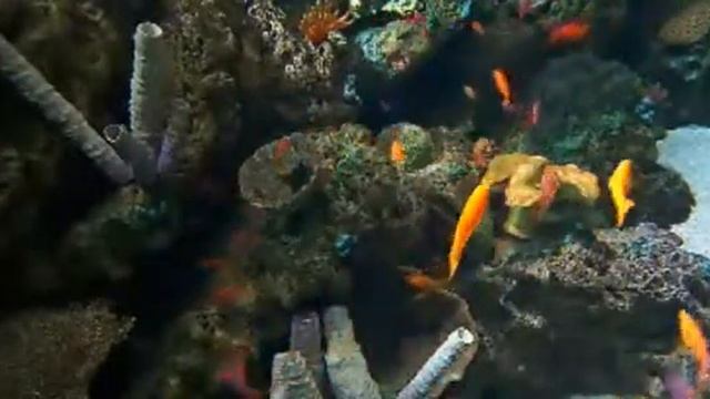 fish 97 смотреть онлайн
