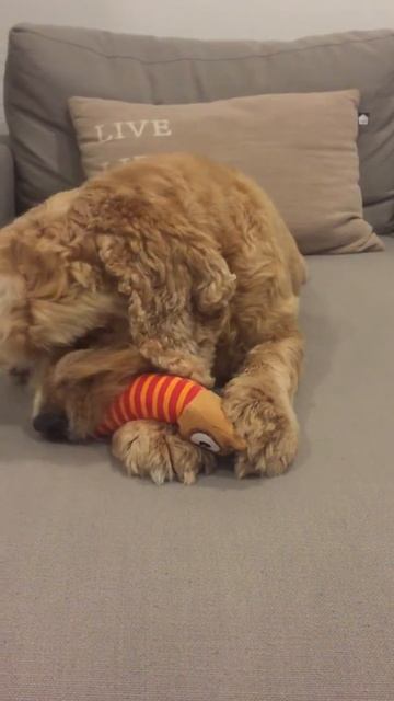 Cocker Spaniel-Cuckie & toy sound смотреть онлайн