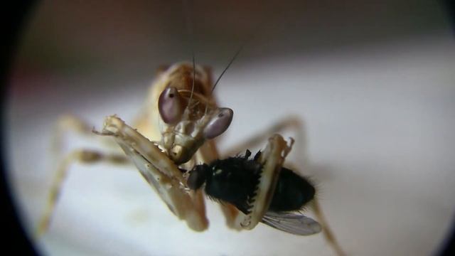 Mantis chews off head of a Fly смотреть онлайн