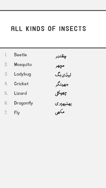 Learn few kinds of insects | English to Urdu | #english смотреть онлайн