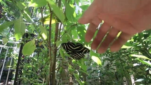 Eusse Mystical Garden: Zebra Butterflies.mov смотреть онлайн