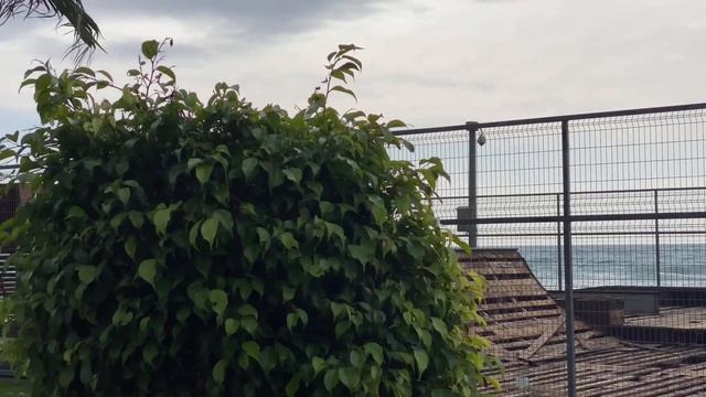 ЗИМНЯЯ АЛАНИЯ РЕЛАКС СПОКОЙНАЯ МУЗЫКА смотреть онлайн