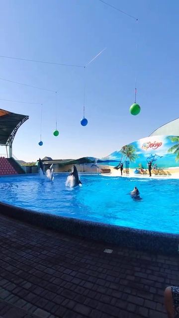 дельфины смотреть онлайн