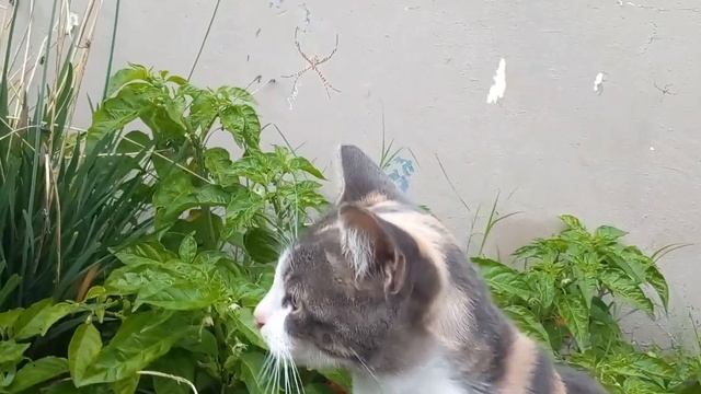 Moonbear gets taken away from the Argiope Lobata Spider. смотреть онлайн