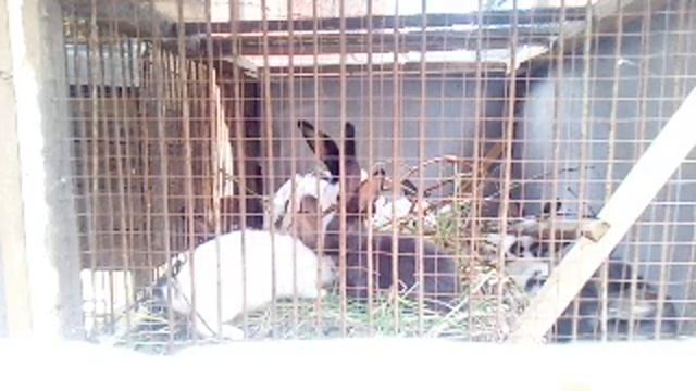 Жизнь Кроликов Онлайн смотреть онлайн