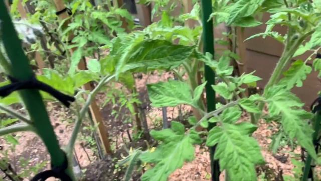 How to Maintain Heirloom Tomatoes-SE2-Project Food Garden смотреть онлайн