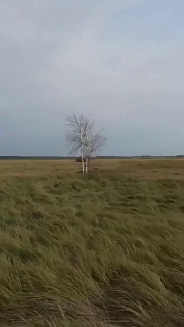 Утка!Сентябрь!Алтайский край.2020 смотреть онлайн