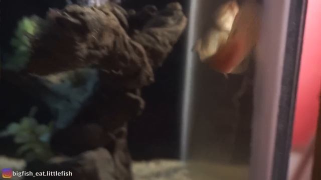 EPISODE KOLEKTOR !! CINTA MATI IKAN PREDATOR DARI BAGIAN UTARA | AMBUSH DEADPOOL PREDATOR !! смотреть онлайн