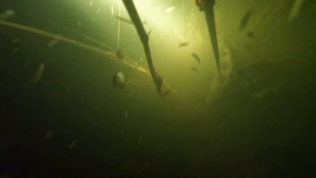 Подводная охота на трофейного окуня.(22 апреля 2024 год) Подарил сертификат другу😀🤙🐟🐟🐟🤿😎🇰🇿 смотреть онлайн