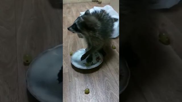 Енот ест виноград. Питомник смотреть онлайн