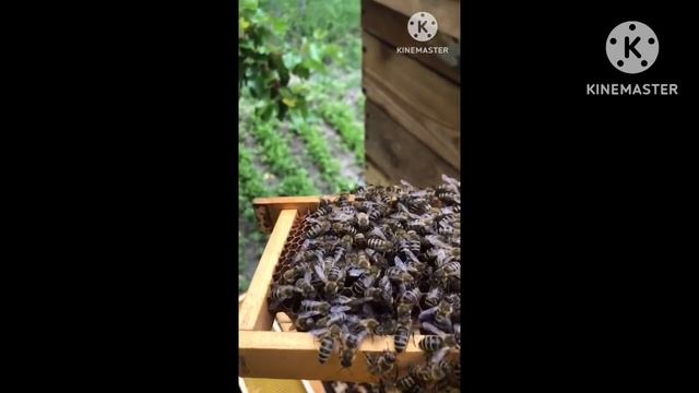 Новая матка/ Тихая смена матки 2023#альпийскийулей #пчеловодство#пчеловодство2023 #пчелы #улей смотреть онлайн