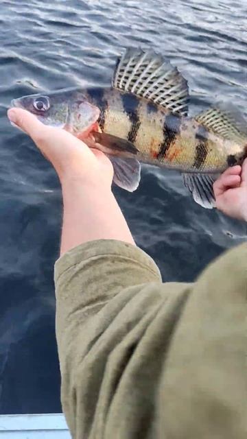 Отпускаем Берша🐟 красиво ушёл 🏠 #рыбалка#берш#судак#поймалотпусти#рыбалкасгидом#сызрань смотреть онлайн