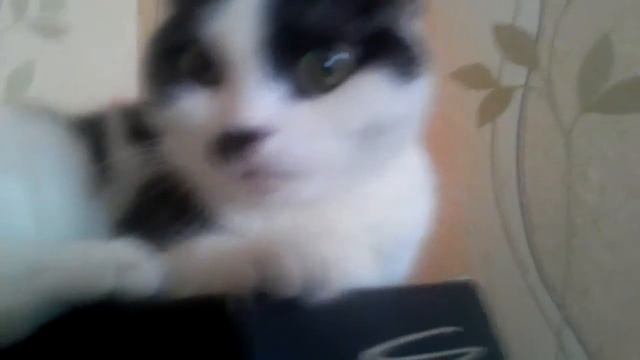 Кошка из ФСБ смотреть онлайн