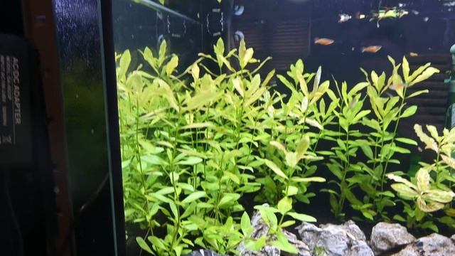 Fish Room Update #4 - New Aquarium & Using Garden Peat in Aquariums смотреть онлайн