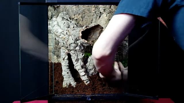 Enclosure setup for Poecilotheria. Terrarium dla P. subfusca смотреть онлайн