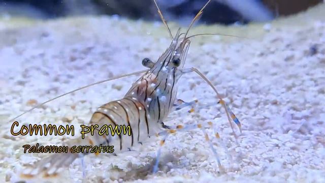 Palaemon serratus смотреть онлайн