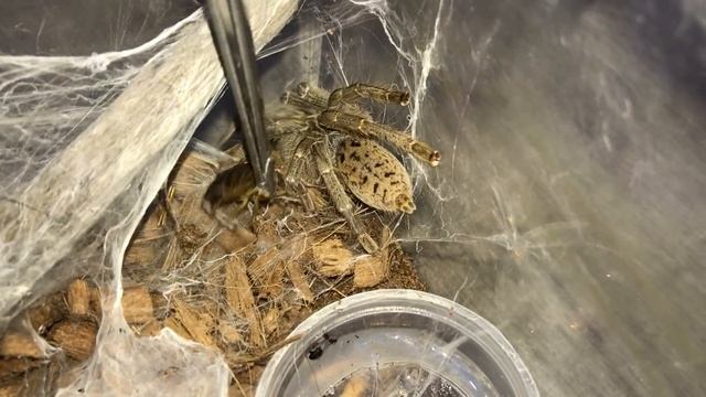 Tarantula Feeding Video #20 ~ Hungry Spooiderss !!! смотреть онлайн