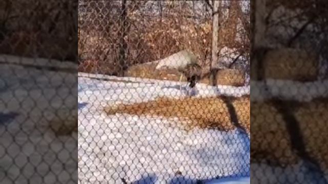 В Приамурье даурский журавль заменила маму черному сородичу смотреть онлайн