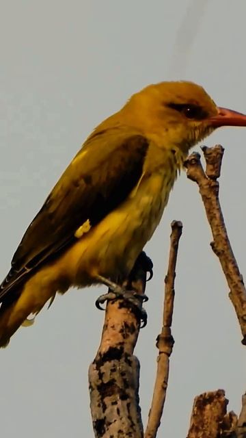 Обыкновенная иволга. Голоса птиц #shorts #shortsyoutube #nature #birds смотреть онлайн