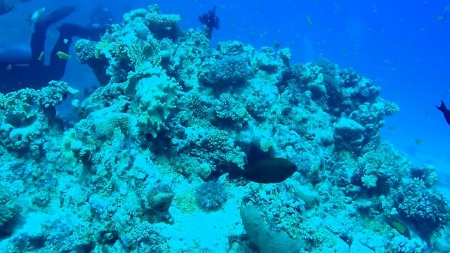 Red Sea Diving, part 2 - Hurghada, Egypt, Nov 2019 смотреть онлайн