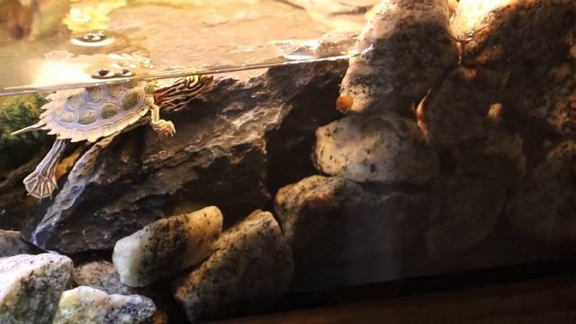 Baby Turtles First Live Shrimp and Minnow!! смотреть онлайн